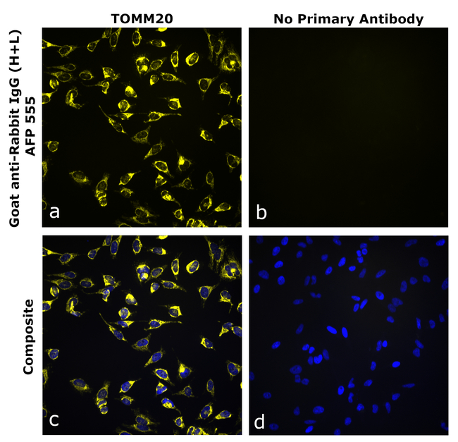 Rabbit IgG (H+L) Secondary Antibody in Immunocytochemistry (ICC/IF)