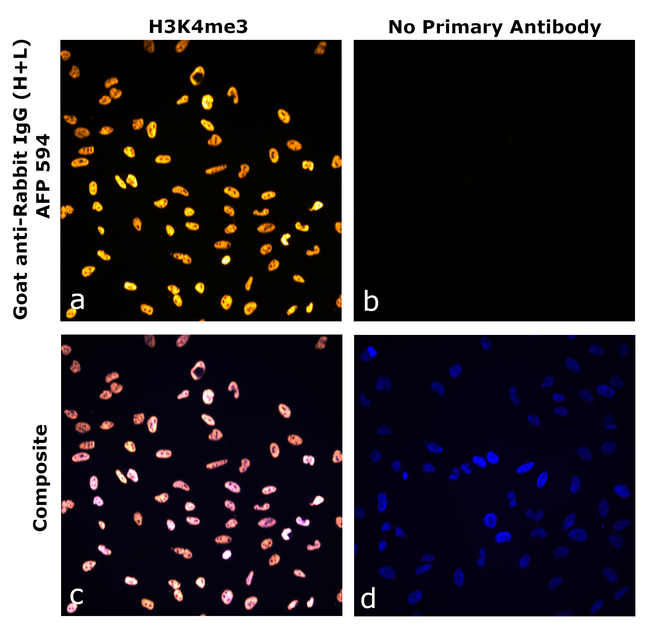 Rabbit IgG (H+L) Secondary Antibody in Immunocytochemistry (ICC/IF)