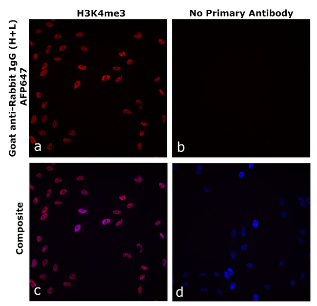 Rabbit IgG (H+L) Secondary Antibody in Immunocytochemistry (ICC/IF)