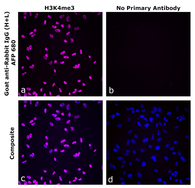 Rabbit IgG (H+L) Secondary Antibody in Immunocytochemistry (ICC/IF)