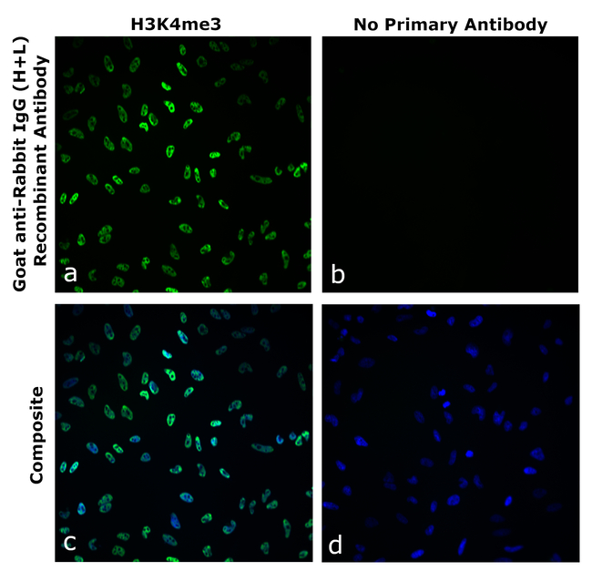 Rabbit IgG (H+L) Secondary Antibody in Immunocytochemistry (ICC/IF)