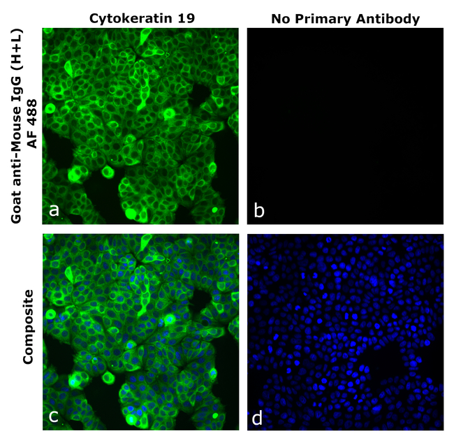 Mouse IgG (H+L) Secondary Antibody in Immunocytochemistry (ICC/IF)