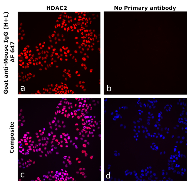 Mouse IgG (H+L) Secondary Antibody in Immunocytochemistry (ICC/IF)