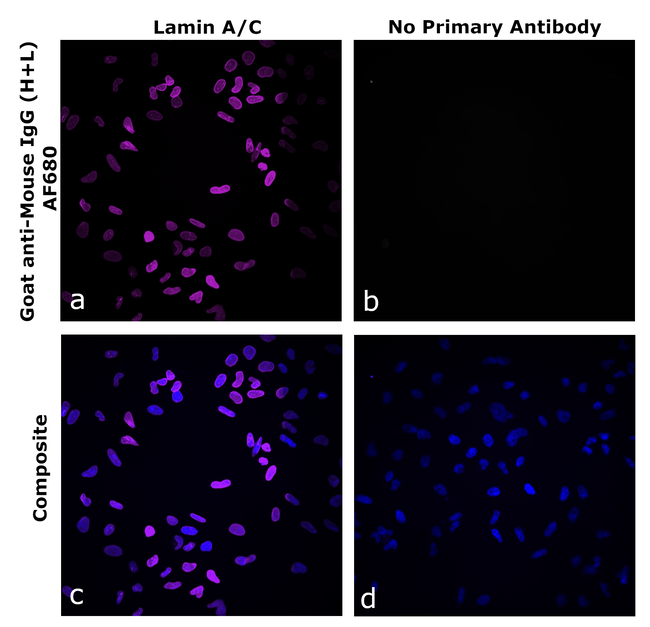 Mouse IgG (H+L) Secondary Antibody in Immunocytochemistry (ICC/IF)