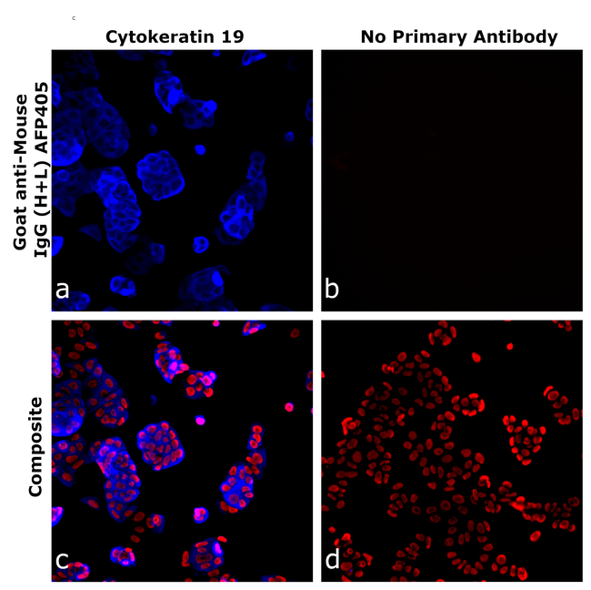 Mouse IgG (H+L) Secondary Antibody in Immunocytochemistry (ICC/IF)