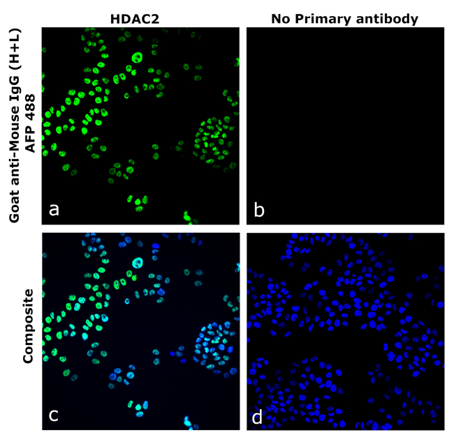 Mouse IgG (H+L) Secondary Antibody in Immunocytochemistry (ICC/IF)