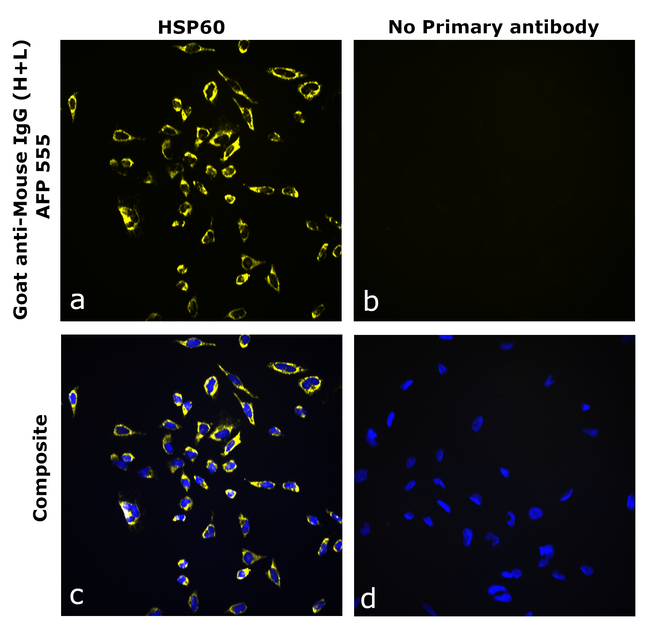 Mouse IgG (H+L) Secondary Antibody in Immunocytochemistry (ICC/IF)