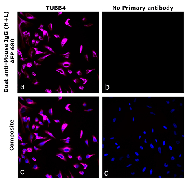 Mouse IgG (H+L) Secondary Antibody in Immunocytochemistry (ICC/IF)