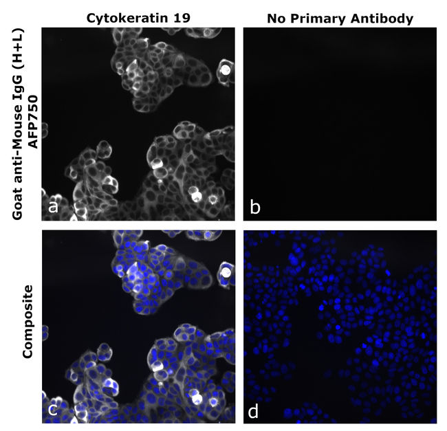 Mouse IgG (H+L) Secondary Antibody in Immunocytochemistry (ICC/IF)