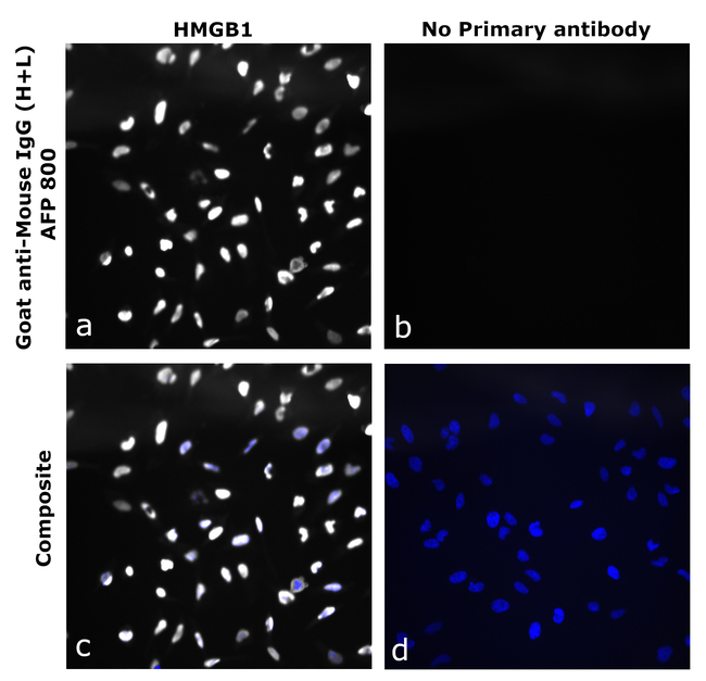 Mouse IgG (H+L) Secondary Antibody in Immunocytochemistry (ICC/IF)