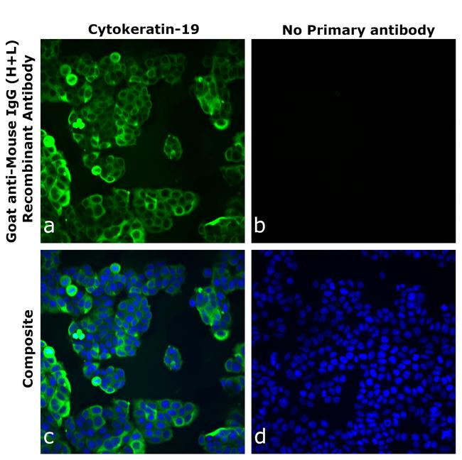 Mouse IgG (H+L) Secondary Antibody in Immunocytochemistry (ICC/IF)
