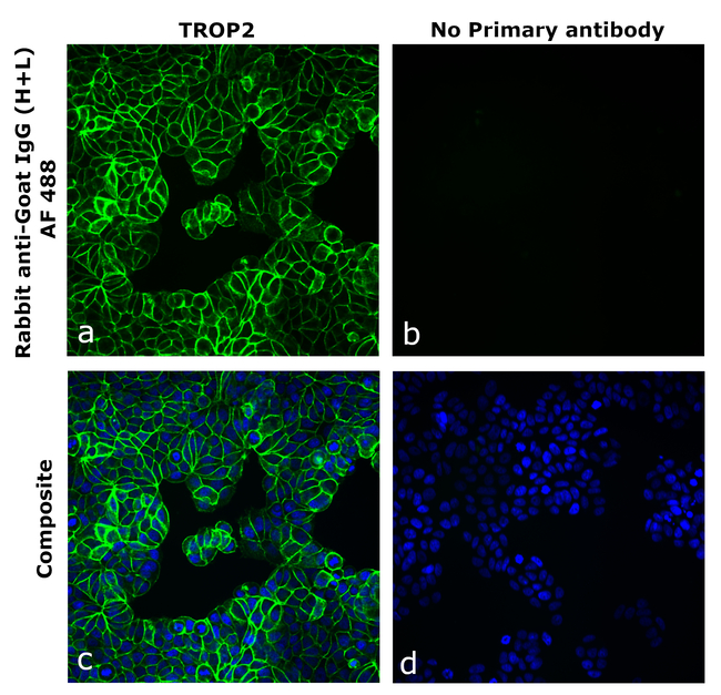 Goat IgG (H+L) Secondary Antibody in Immunocytochemistry (ICC/IF)