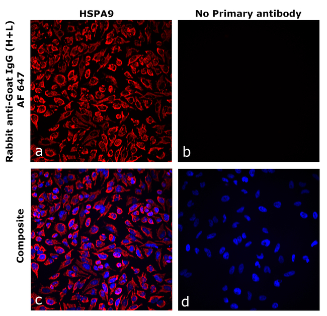 Goat IgG (H+L) Secondary Antibody in Immunocytochemistry (ICC/IF)