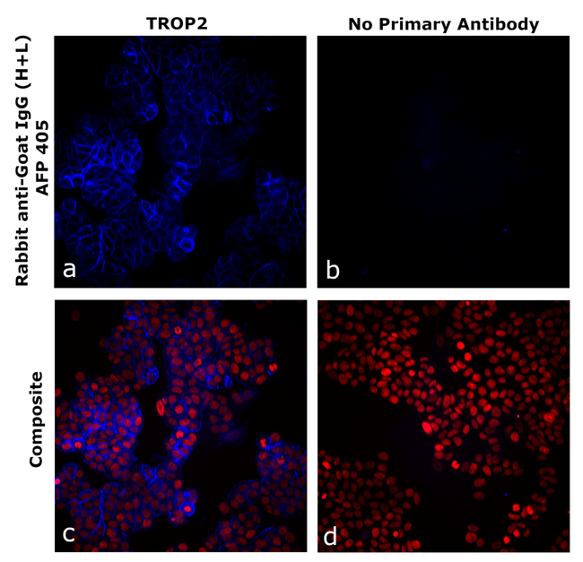 Goat IgG (H+L) Secondary Antibody in Immunocytochemistry (ICC/IF)