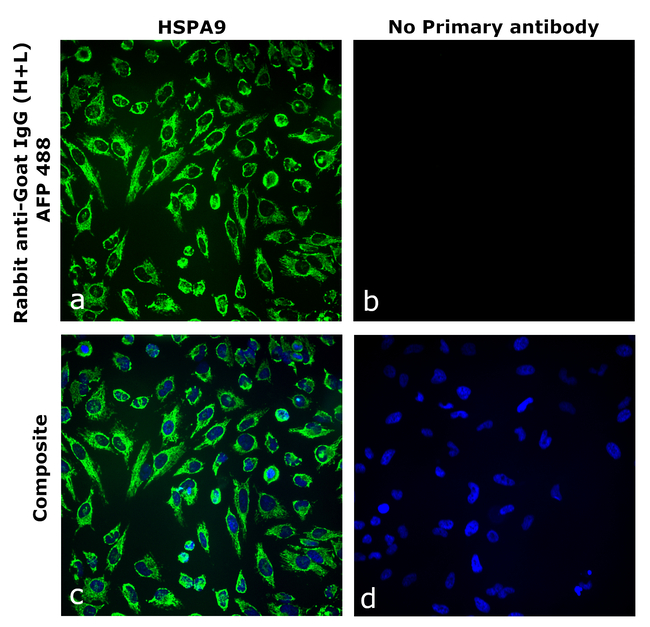 Goat IgG (H+L) Secondary Antibody in Immunocytochemistry (ICC/IF)