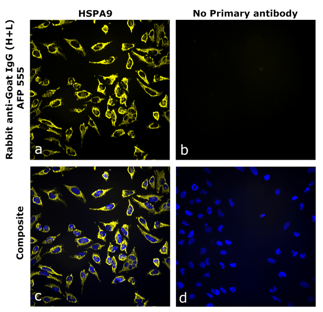 Goat IgG (H+L) Secondary Antibody in Immunocytochemistry (ICC/IF)