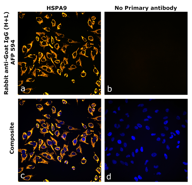 Goat IgG (H+L) Secondary Antibody in Immunocytochemistry (ICC/IF)