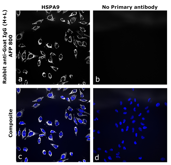 Goat IgG (H+L) Secondary Antibody in Immunocytochemistry (ICC/IF)