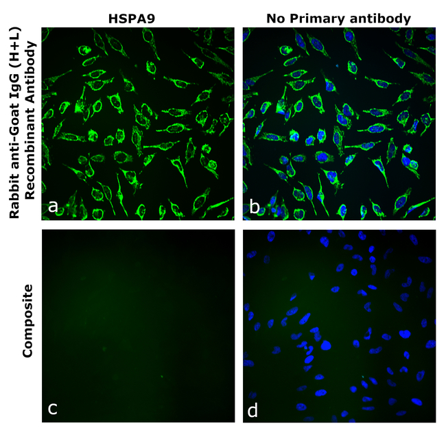 Goat IgG (H+L) Secondary Antibody in Immunocytochemistry (ICC/IF)