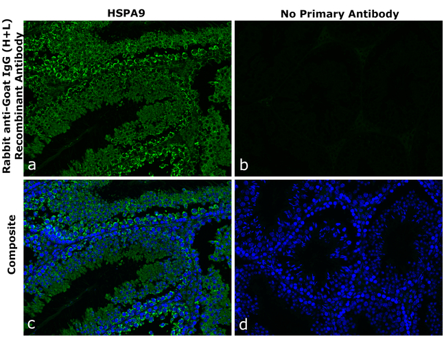 Goat IgG (H+L) Secondary Antibody in Immunohistochemistry (Paraffin) (IHC (P))
