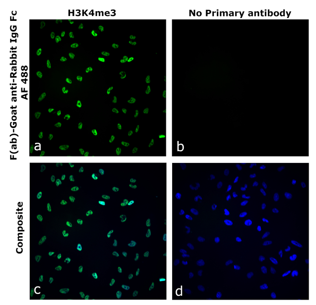 Rabbit IgG Fc Secondary Antibody in Immunocytochemistry (ICC/IF)