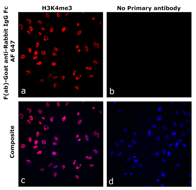 Rabbit IgG Fc Secondary Antibody in Immunocytochemistry (ICC/IF)