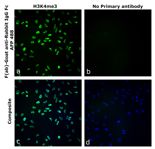Rabbit IgG Fc Secondary Antibody in Immunocytochemistry (ICC/IF)