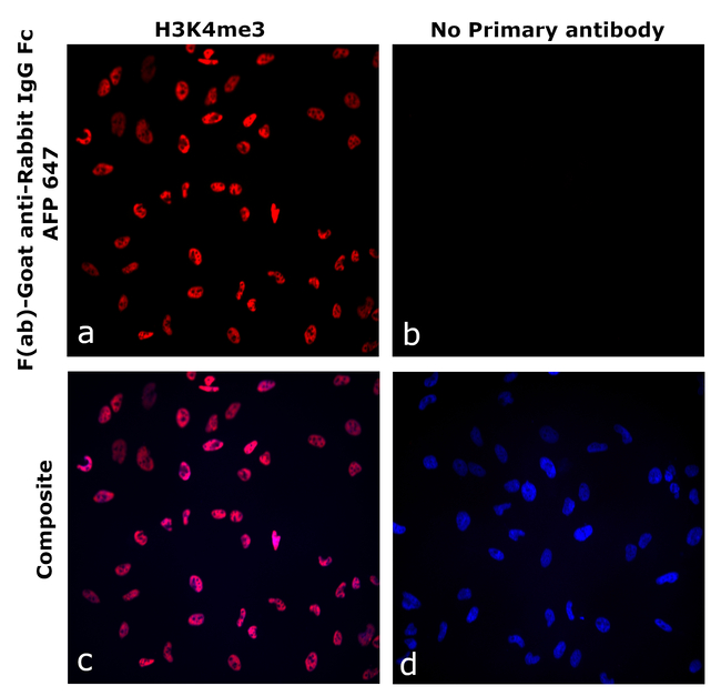 Rabbit IgG Fc Secondary Antibody in Immunocytochemistry (ICC/IF)