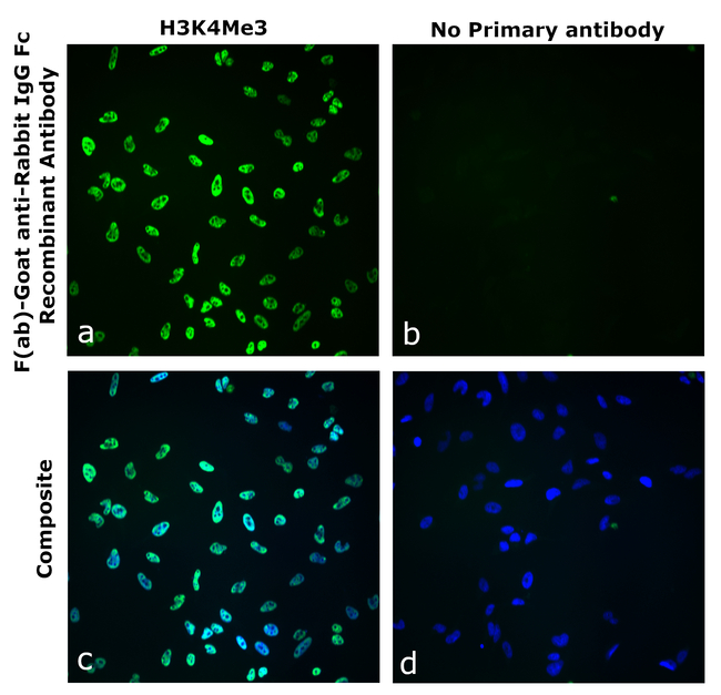 Rabbit IgG Fc Secondary Antibody in Immunocytochemistry (ICC/IF)