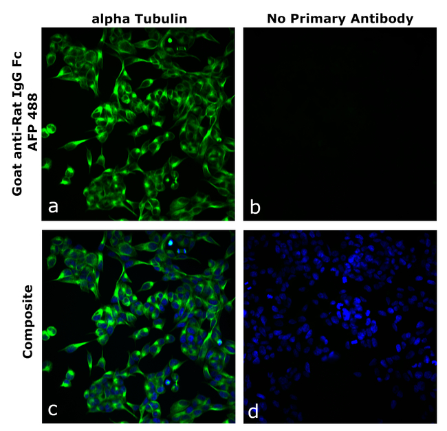 Rat IgG Fc Secondary Antibody in Immunocytochemistry (ICC/IF)