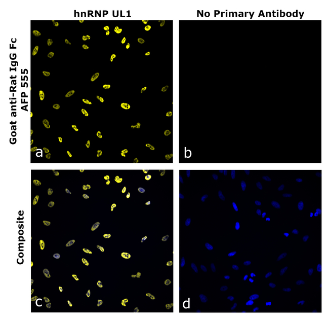 Rat IgG Fc Secondary Antibody in Immunocytochemistry (ICC/IF)