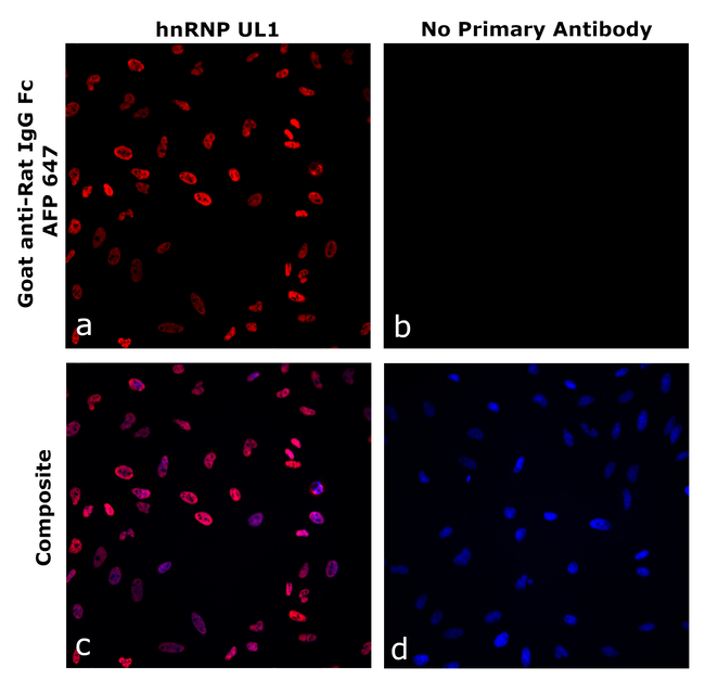 Rat IgG Fc Secondary Antibody in Immunocytochemistry (ICC/IF)