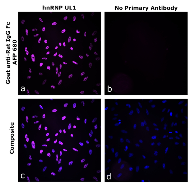 Rat IgG Fc Secondary Antibody in Immunocytochemistry (ICC/IF)