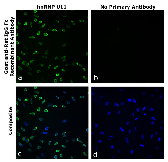 Rat IgG Fc Secondary Antibody in Immunocytochemistry (ICC/IF)