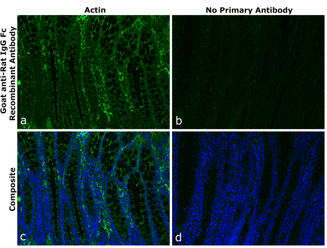 Rat IgG Fc Secondary Antibody in Immunohistochemistry (Paraffin) (IHC (P))