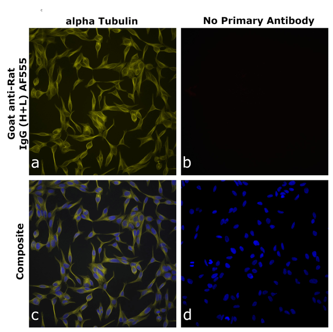 Rat IgG (H+L) Secondary Antibody in Immunocytochemistry (ICC/IF)