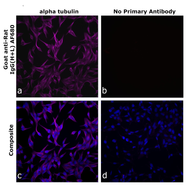 Rat IgG (H+L) Secondary Antibody in Immunocytochemistry (ICC/IF)