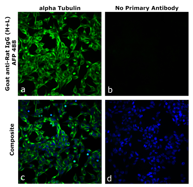 Rat IgG (H+L) Secondary Antibody in Immunocytochemistry (ICC/IF)