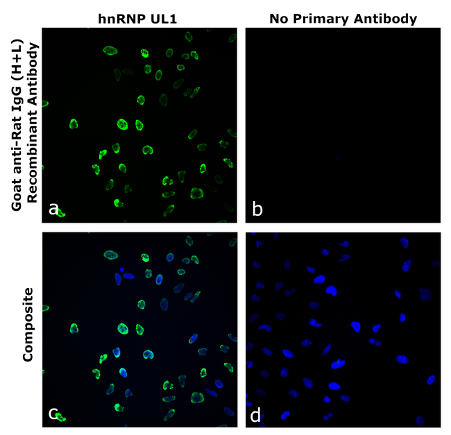 Rat IgG (H+L) Secondary Antibody in Immunocytochemistry (ICC/IF)
