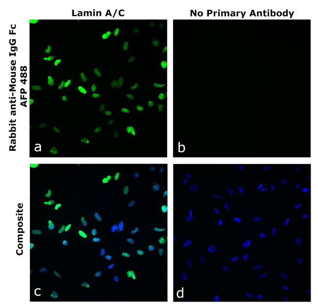 Mouse IgG Fc Secondary Antibody in Immunocytochemistry (ICC/IF)