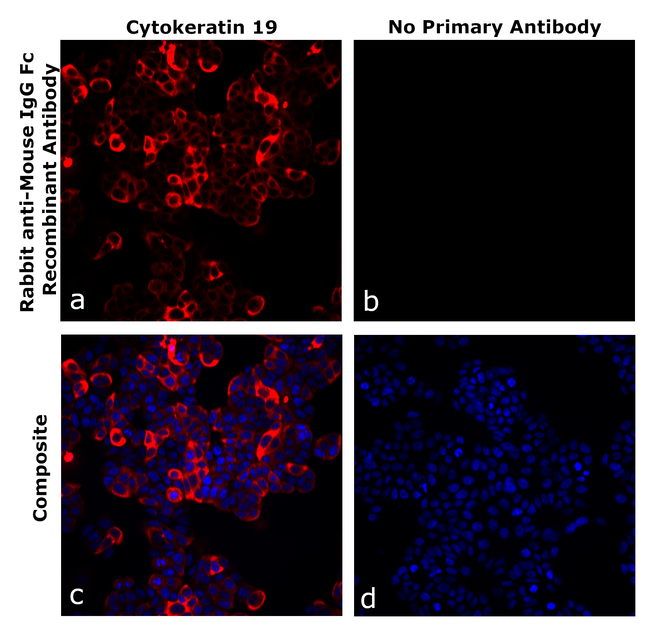 Mouse IgG Fc Secondary Antibody in Immunocytochemistry (ICC/IF)