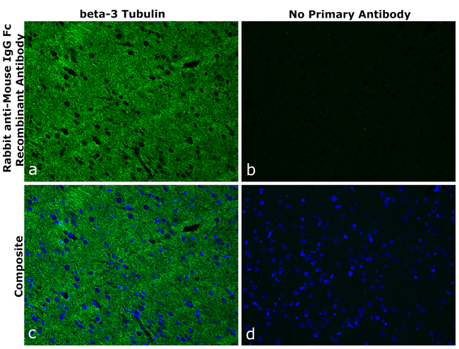Mouse IgG Fc Secondary Antibody in Immunohistochemistry (Paraffin) (IHC (P))