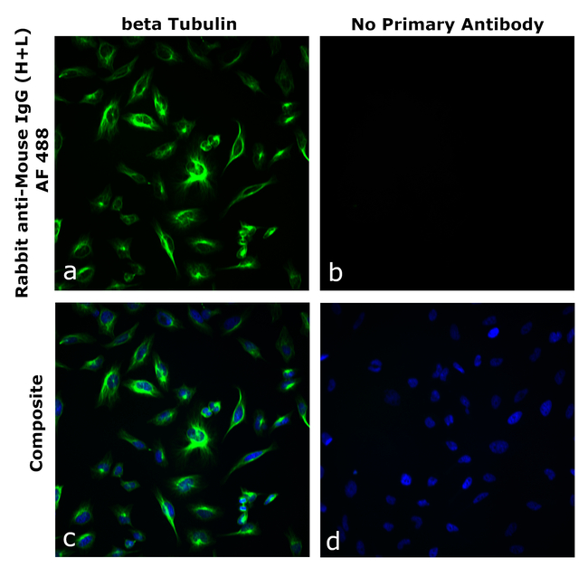 Mouse IgG (H+L) Secondary Antibody in Immunocytochemistry (ICC/IF)