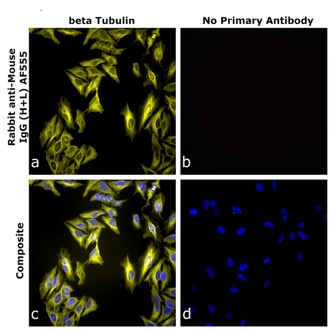 Mouse IgG (H+L) Secondary Antibody in Immunocytochemistry (ICC/IF)