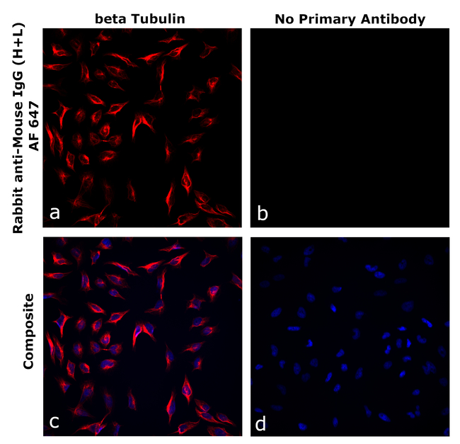 Mouse IgG (H+L) Secondary Antibody in Immunocytochemistry (ICC/IF)