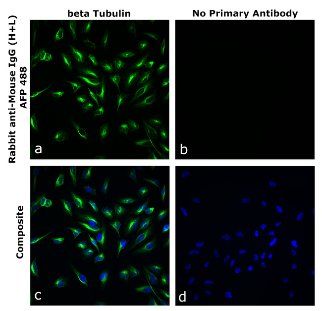 Mouse IgG (H+L) Secondary Antibody in Immunocytochemistry (ICC/IF)