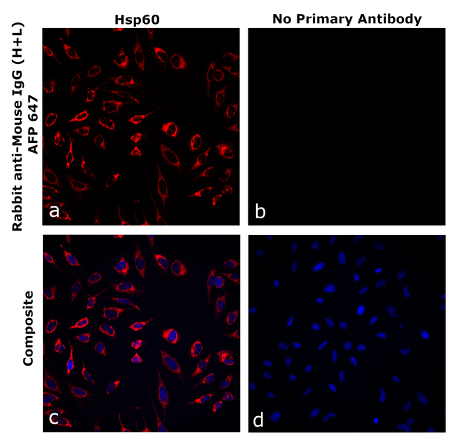 Mouse IgG (H+L) Secondary Antibody in Immunocytochemistry (ICC/IF)