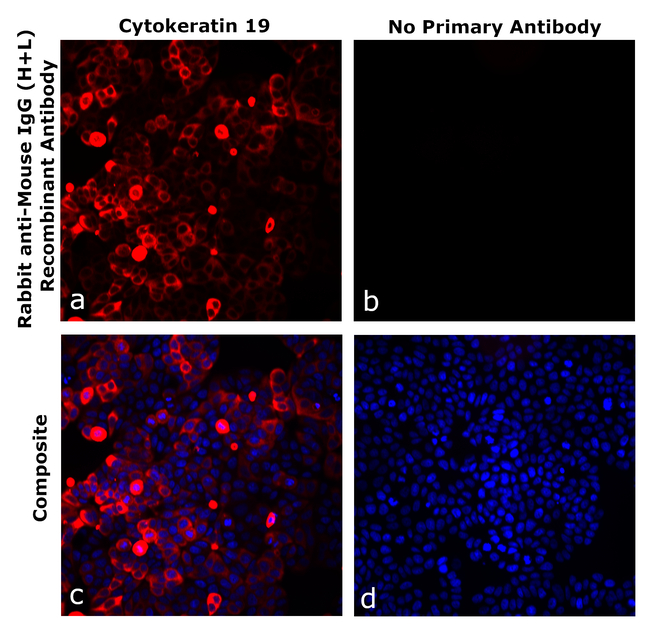 Mouse IgG (H+L) Secondary Antibody in Immunocytochemistry (ICC/IF)