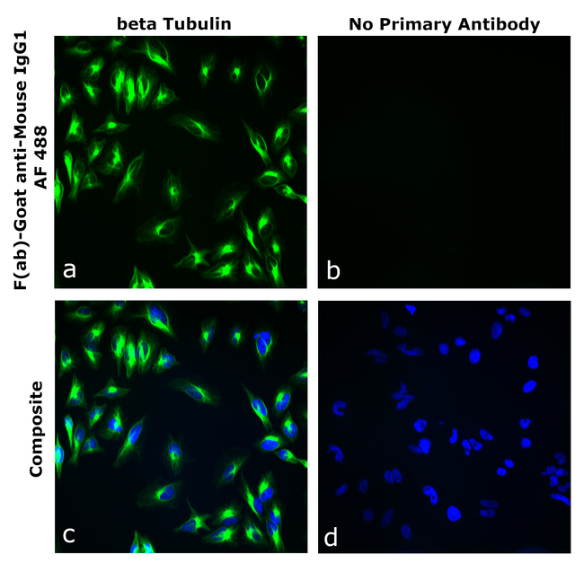 Mouse IgG1 Secondary Antibody in Immunocytochemistry (ICC/IF)