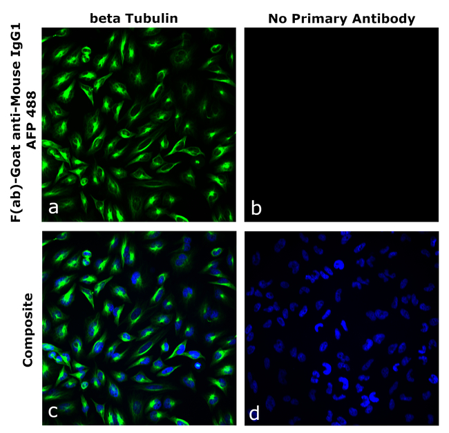 Mouse IgG1 Secondary Antibody in Immunocytochemistry (ICC/IF)